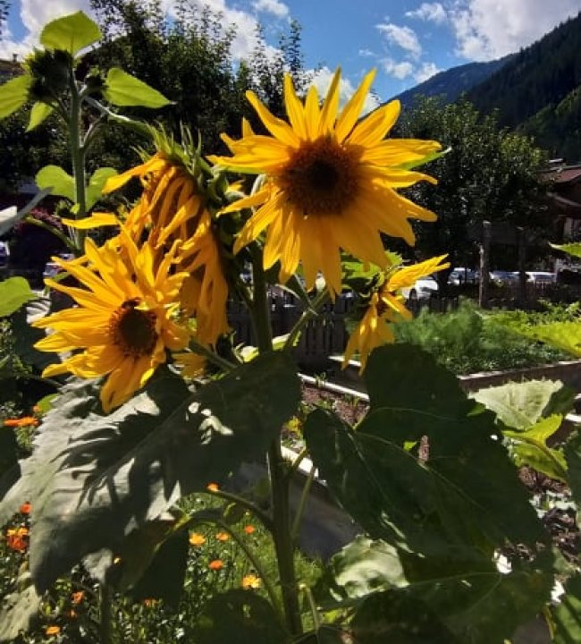 Ein Paradies für Bienen 01.jpg