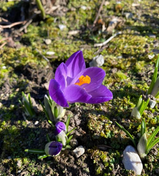 Fruehlingserwachen 02.jpg