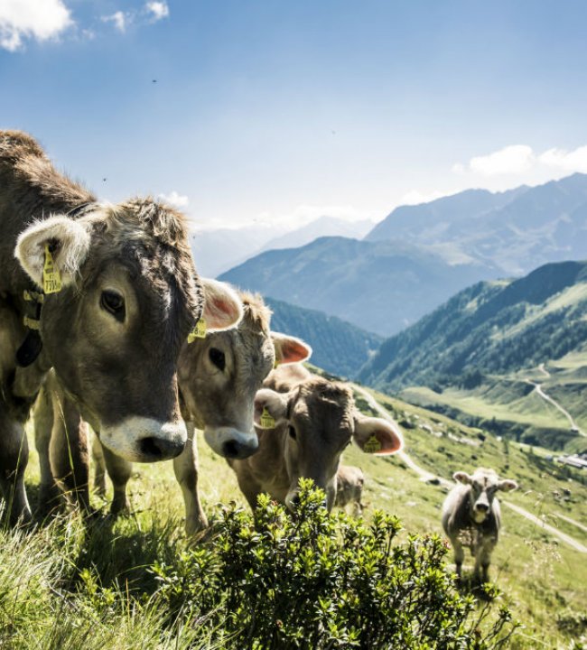 Im Einklang mit der Natur 03.jpg