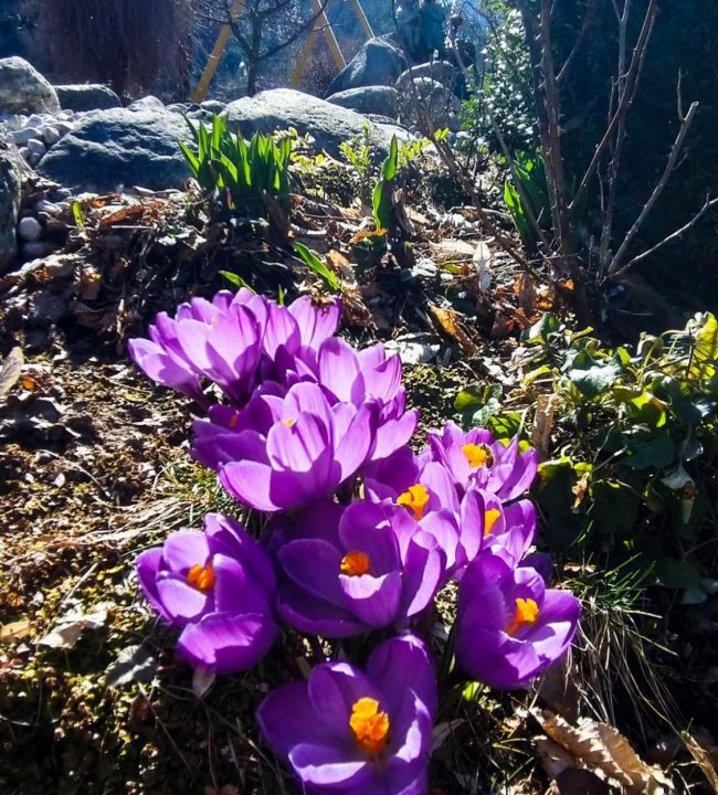 Spring is comin 01.jpg
