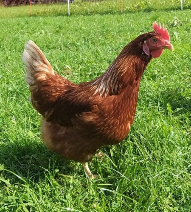 Frische Eier vom Edenlehen 02.jpg