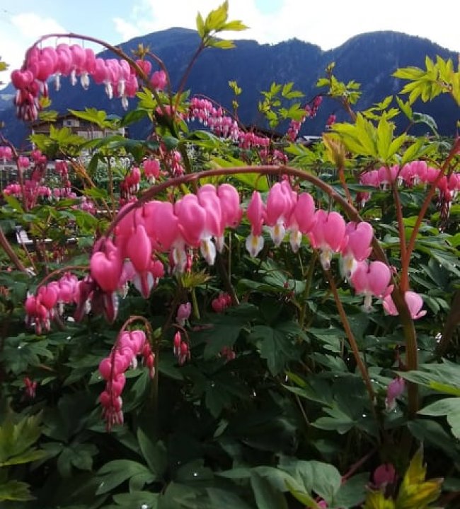 Der Garten Eden 04.jpg