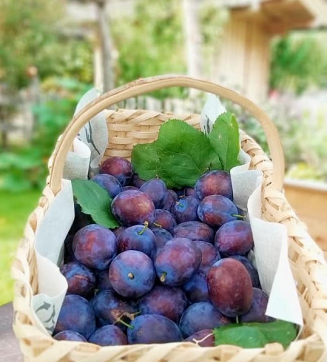 Süsses aus dem Garten 01.jpg