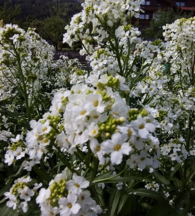 Der Garten Eden 05.jpg