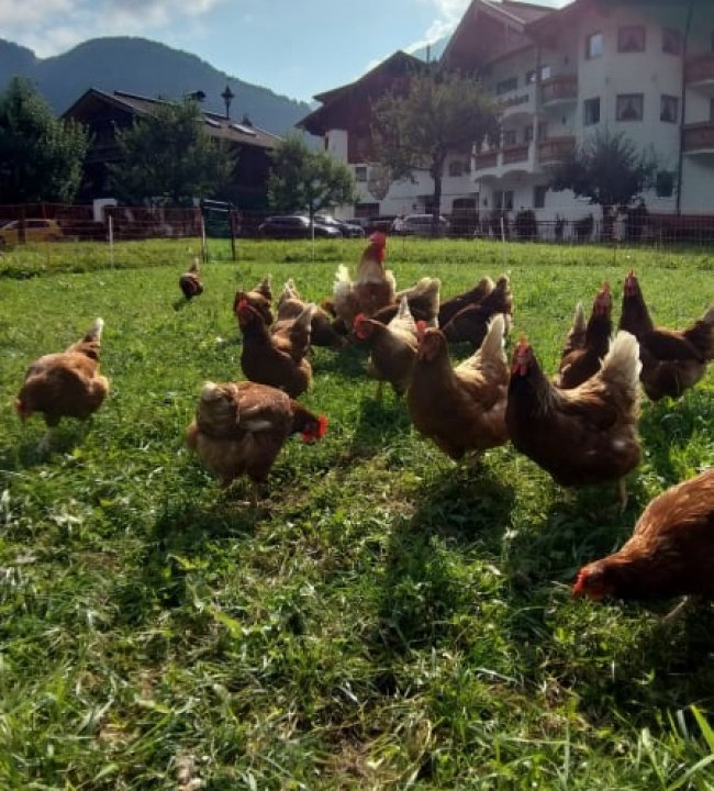 Frische Eier vom Edenlehen 03.jpg