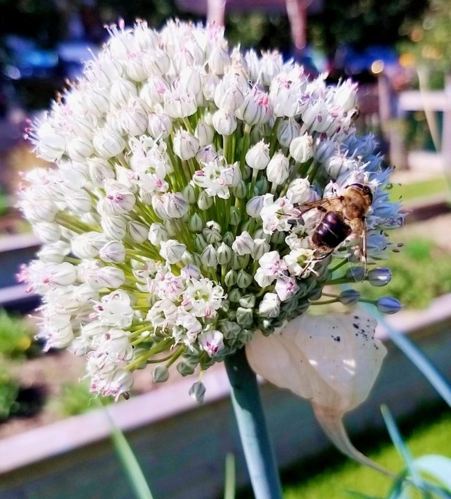 Garten Eden 06.jpg