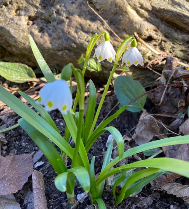 Fruehlingserwachen 08.jpg