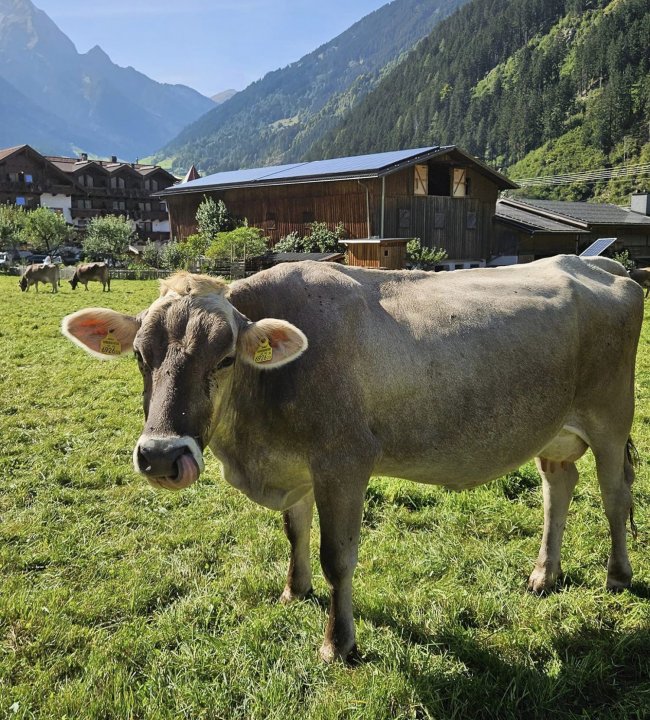 Ein Almsommer geht zu Ende 04.jpg