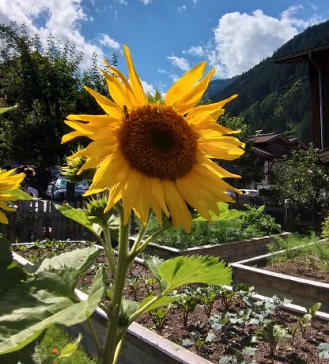 Ein Paradies für Bienen 04.jpg