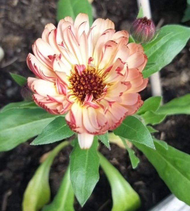 Der Garten Eden 07.jpg
